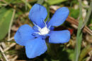 06-5056 Spring Gentian (Gentiana verna)Widdy Bank Fell Nature Reserve, Upper Teesdale, County Durham